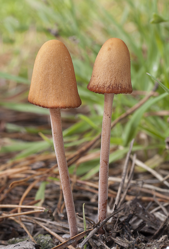 Conocybe gigasperma